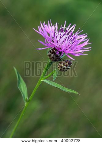 purple flower of knapweed Centaurea jacea