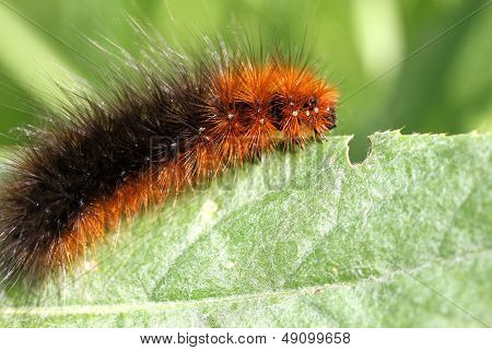 caterpillar On A Green Leaf