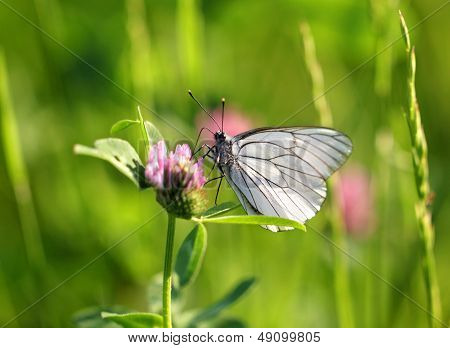 white Butterfly Sits On A Clover