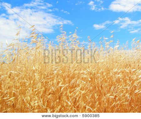 Golden havre