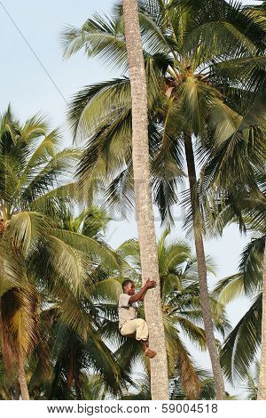 African Black Man Climbs Palm Tree.
