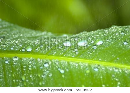 緑の葉に雨の滴