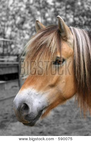 Ritratto di cavallo del fiordo