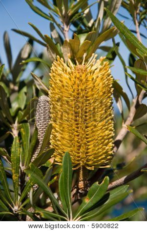 Banksia amarillo