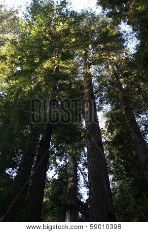 California Redwood Forest Trees