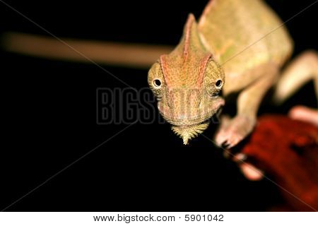 Chameleon portrét