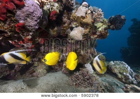 Corallo e pesce