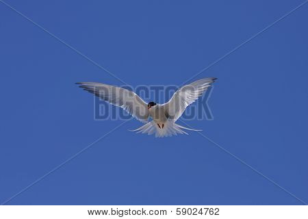 Arctic tern, Sterna Paradisaea.