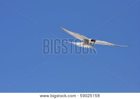 Arctic tern, Sterna Paradisaea.
