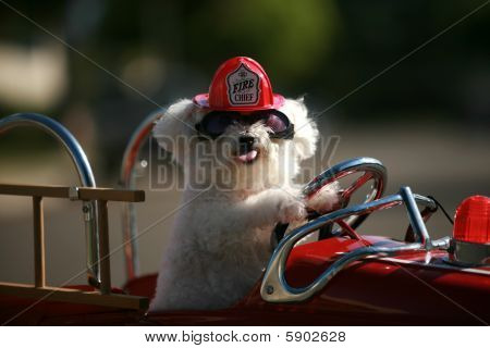 Fifi Bichon Frise koira rotuja pelastus