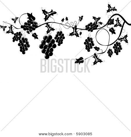 Grapevine