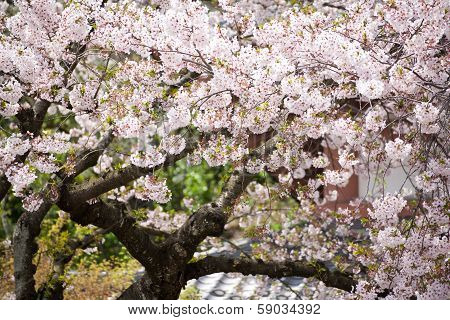 Sakura (japanese Cherry Blossom)