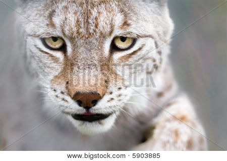 Lynx med fokuserede øjne