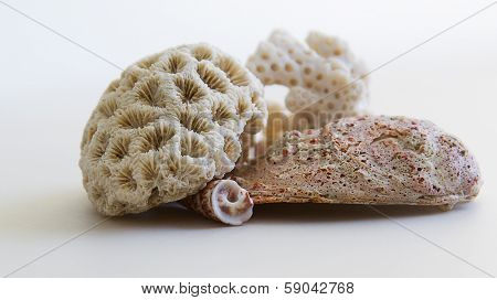 Seashell