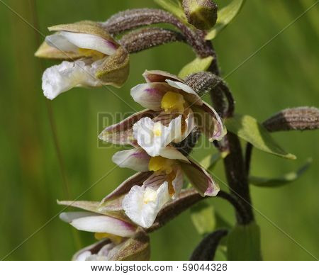 Marsh Helleborine