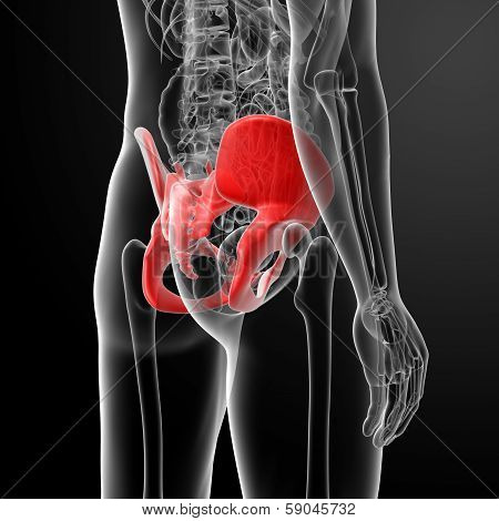 illustration of human pelvis