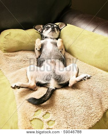 a cute chihuahua laying on a pet bed 