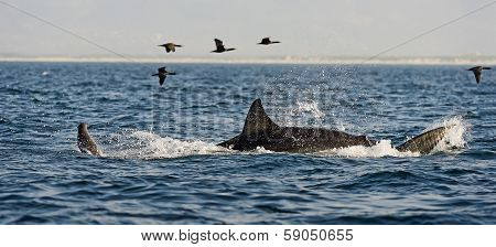 Great White Shark (carcharodon Carcharias) Attack