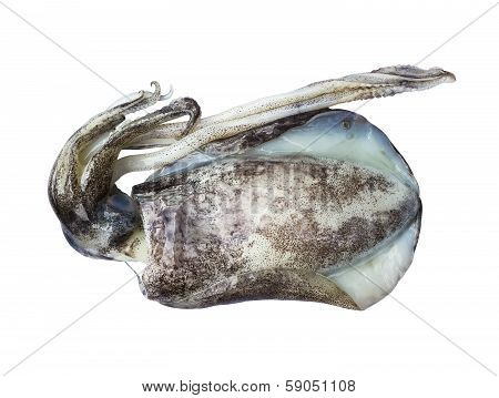 Squid Isolated On White