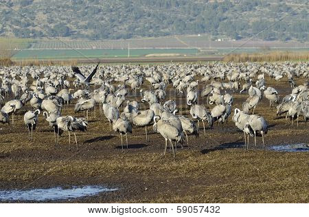 Common Crane