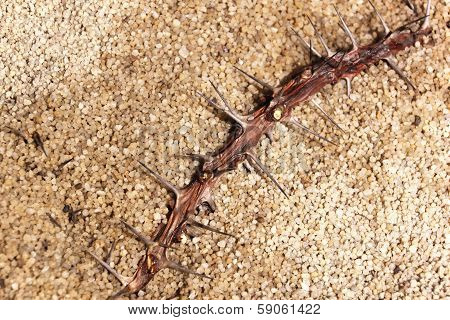 Closeup Of Christ Thorn Branch On Sand Texture Background