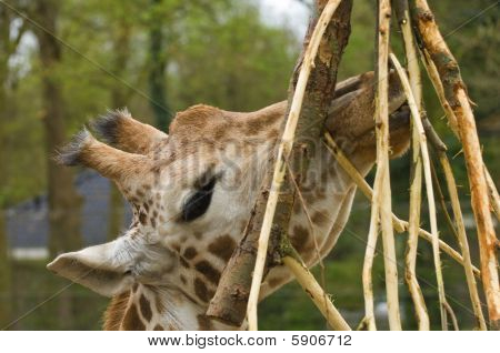 Tête de girafes