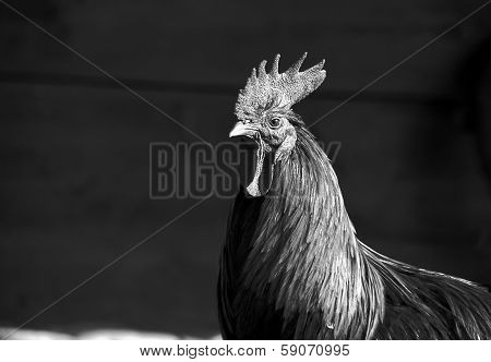 portrait of chanticleer