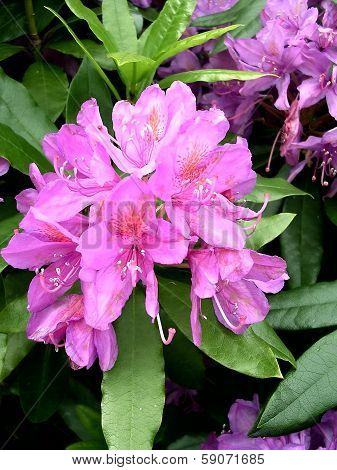 Rhododendron flower