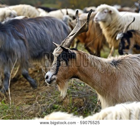 Home goat