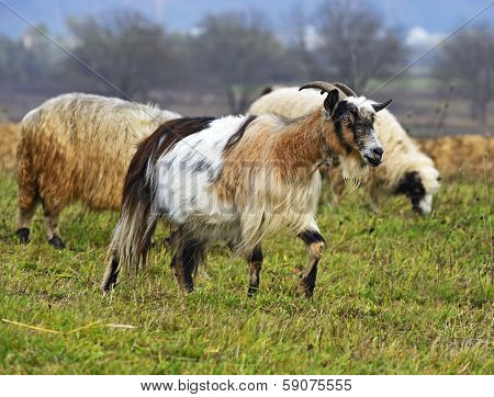 Home goat