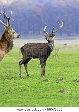 Spotted Deer