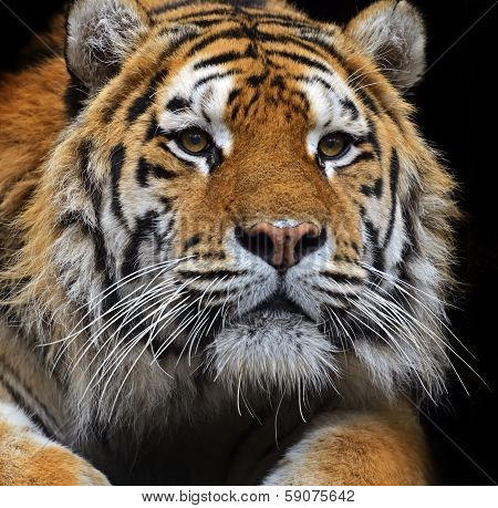 Amur Tiger In The Summer