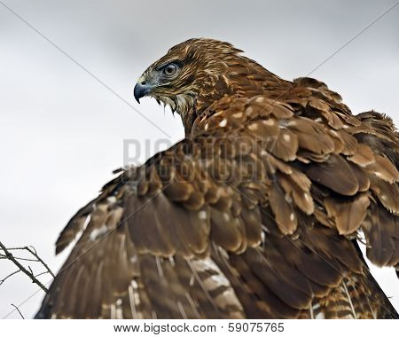 Buzzard