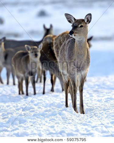 A Herd Of Spotted Deer In Winter