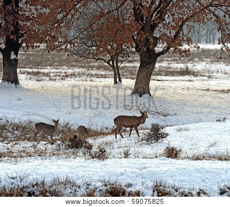 A Herd Of Spotted Deer In Winter