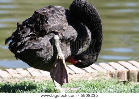 Cigno Nero 4