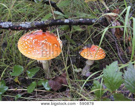 Paddehat champignon