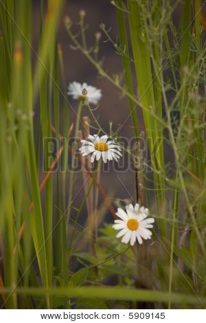 Dasies