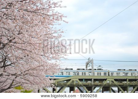 Cherry blüht im Frühling