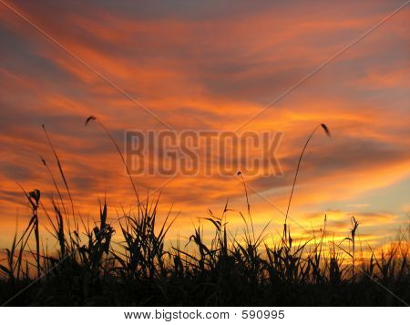 Grama de céu vermelho