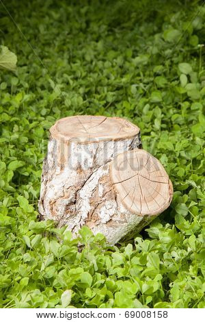 tree stump on the green grass