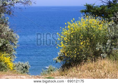 Blooming Gorse Sea