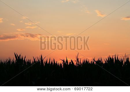 Twilight over a cornfield