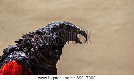 Loud screaming parrot