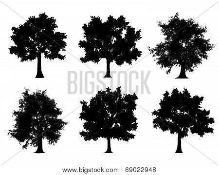Tree Silhouettes