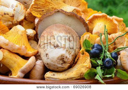 Mushrooms And Blueberries