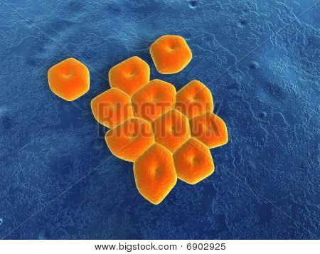 Acinetobacter