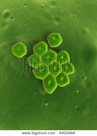 Acinetobacter