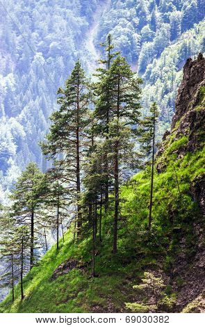 Rear Pinetrees In High Mountains