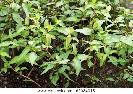 Rau Ram, Vietnamese Coriander